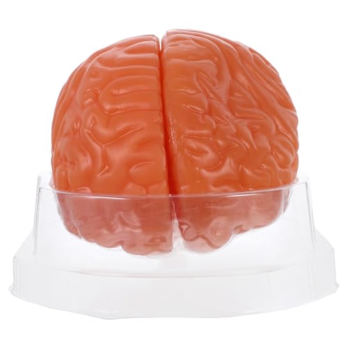 Amosfun - Amosfun Modèle De Cerveau Humain Trois Parties Pour Enseignement De Anatomie Étude Scientifique Et Recherche Psychologie Coupe Transversale Flexible Pour Étude Approfondie