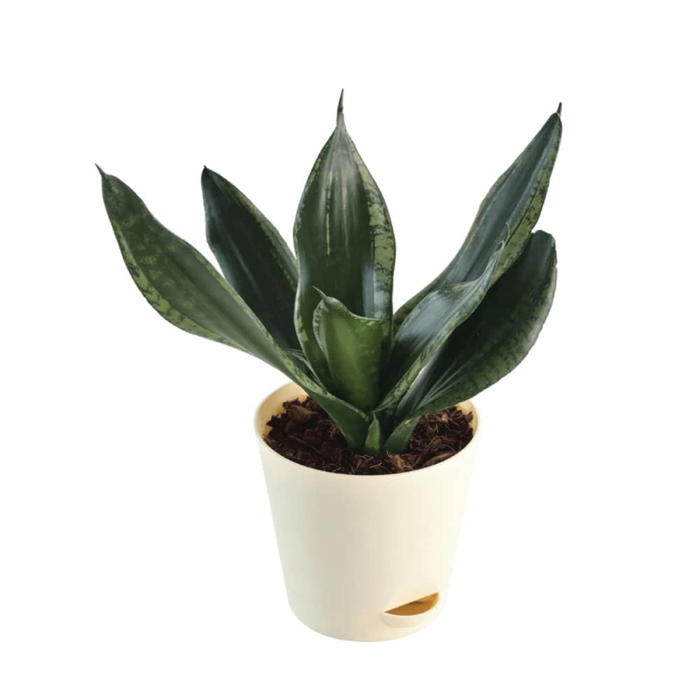 EG2i Sansevieria Whitney