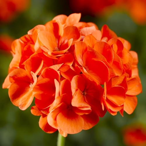 Carbeth Plants 1 x Geranium Orange Glow Plant in 13cm Pot - Summer Flowering Pelargonium Garden Ready Bedding Plant - Easy to Grow Shrubs for Hanging Baskets, Window Boxes & Patio Pots