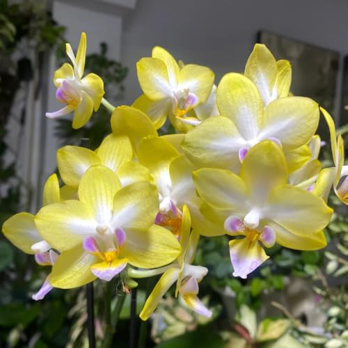 semillas de orquídeas phalaenopsis - orquídeas - balcon, aromáticas phalaenopsis Decoración de jardín para exteriores, balcón, decorativas, 125pcs