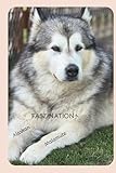 Faszination Alaskan Malamute