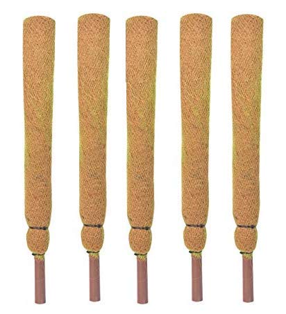 See full amazon price history chart for COIR GARDEN Coir Moss Stick/Coco Pole for Climbing Money Plants, Indoor and Outdoor Plants, 2.5 ft, 76 cm - Set of 5 COIR GARDEN Coir Moss Stick/Coco Pole for Climbing Money Plants, Indoor and Outdoor Plants, 2.5 ft, 76 cm - Set of 5 (B07RRXNQHR) Amazon Price History, Amazon Price Tracker