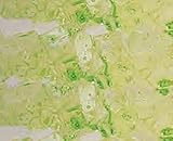 Light Green Watermelon Rock Candy Strings 1LB Bag