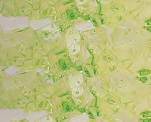 Light Green Watermelon Rock Candy Strings 1LB Bag