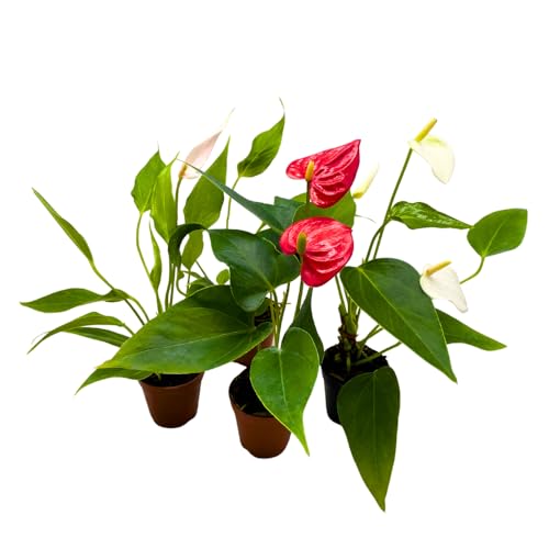 BubbleBlooms Anthurium Assortment in 2 inch Pots Set of 3