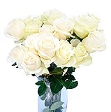 Fresh Cut 12 White Roses - Fresh from the Farm White Rose Bouquet– Hand-Selected Long-Lasting, Gift and Home Decor Perfect Fresh Flowers |20' Long Stems No Vase- Dozen | Flowers Gift