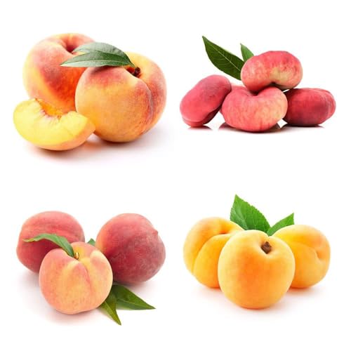 30 piezas comprar semillas de melocotonero - semillas de techo verde columnar resistente, con nectarina resistente, jardín