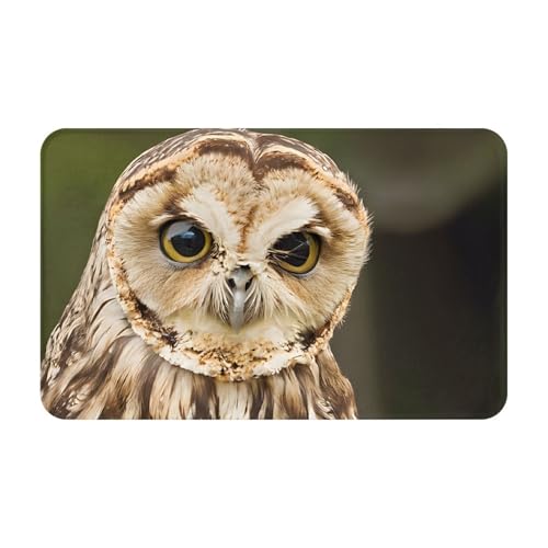 Outdoor Owl Print Living Room Bathroom Kitchen Anti Slip and Absorbent Carpet, Indoor Entrance Door Muddy Floor Mat, Ultra Soft Washable Carpet 21x31.5 Inches