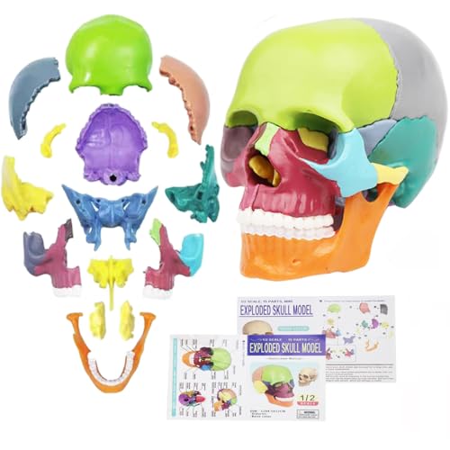 SchäDel Modell Mini 15-Teiliges SchäDelmodell für Anatomieunterricht Ideal für Kinder & Studenten zum Lernen der Menschlichen Anatomie