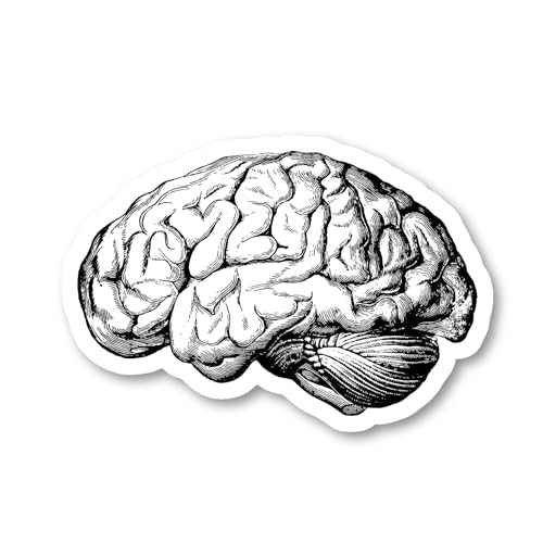 Brain Anatomy Medical Students Sticker Laptop Stickers Phone - 3 Pack - Set of 2.5, 3 and 4 Inch Vinyl Laptop Stickers - for Laptop, Phone, Water Bottle, Car & More Decal (3 Pack) S215116-3Pack