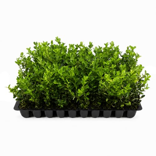 Japanese Boxwood - 10 Live Plants - 2' Pot Size - Buxus Microphylla - Fast Growing Cold Hardy Formal Evergreen Shrub