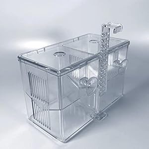 Aquarium Vissen tank op fokker aquarium broederij vissen fokken isolatie doos