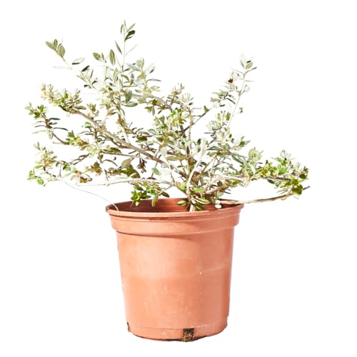 Verdecora Teucrium en maceta de Ø13cm | Teucrium fruticans | Arbusto de Exterior con Follaje Plateado y Flores Azuladas | Ideal para Setos, Bordes y Jardines Mediterráneos