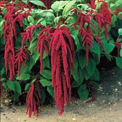 100 Love Lies Bleeding Flower Seeds 100 Love Lies Bleeding Flower Seeds