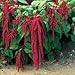 100 Love Lies Bleeding Flower Seeds