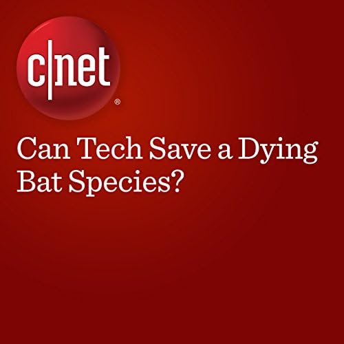 Can Tech Save a Dying Bat Species? - Megan Wollerton