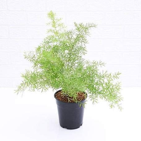 Floroo Asparagus densiflorus- sprengeri/Emerald Fern/Basket Asparagus/Protasparagus densiflorus - Live Plant/fern with pot I Easy to grow I Low Maintenance I Ornamental Plant I All Season Plant I Ideal for hanging