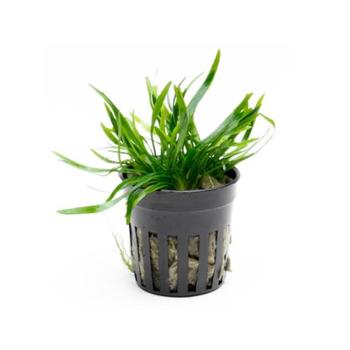 SubstrateSource Cryptocoryne Live Aquarium Plants - Freshwater Plant for Aquariums, Planted Fish...