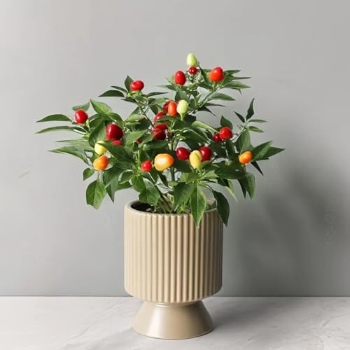 semillas de chile, semillas de jalapeño, semillas de bonsái, plantas de jardín macetas, plantas de jardín Plantas de balcón, decoración de jardín para exterior. Semillas de hortalizas 150pcs