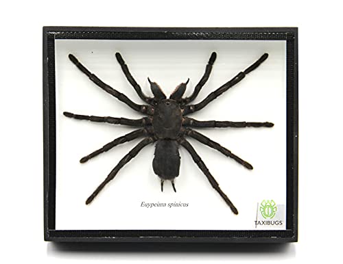 Real Giant Bird Eating Tarantula EURYPEIMA SPINCRUS Spider Taxidermy Transparent Boxed Display (Black Wooden Box)