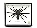 Tarantulas /Riesen-Spinne (EURYPEIMA SPINCRUS) - Echter präparierter Schmetterling montiert unter Glas in handgefertigten eleganten 3D Holzrahmen (Schwarze Holzkiste)