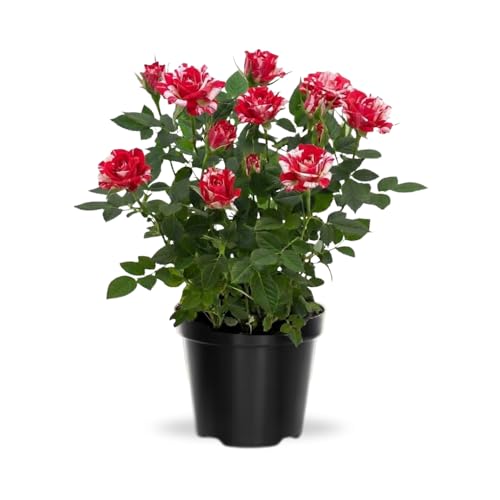 Miniature Rose Plant, Live 3” Potted Rose, Compact, Colorful Flowering Rose Bush for Indoor Outdoor Gardens (Red Pink)
