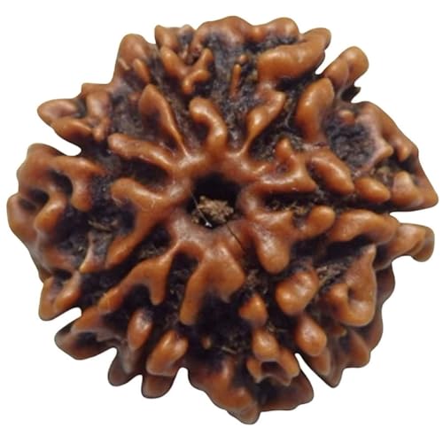 Image of Arihant Gems & Jewels Original 7 Mukhi Nepali Rudraksha Pendant | Natural Certified Seven Mukhi Rudraksha in 925 Sterling Silver | Premium Nepal Rudraksh Spiritual & Astrological Jewelry for Men & Women.