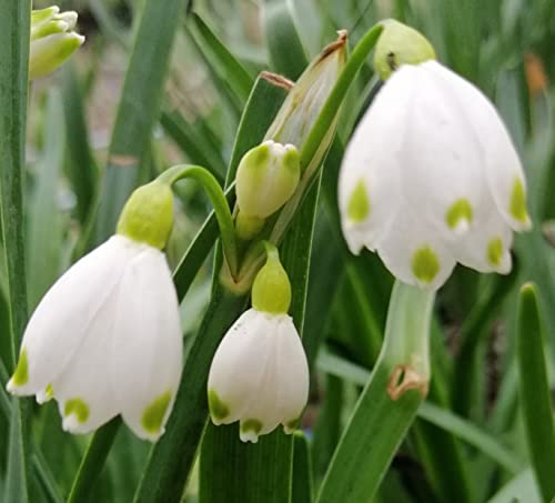 5 x Märzenbecher Knollen Leucojum Aestivum 7/8 cm Knotenblume
