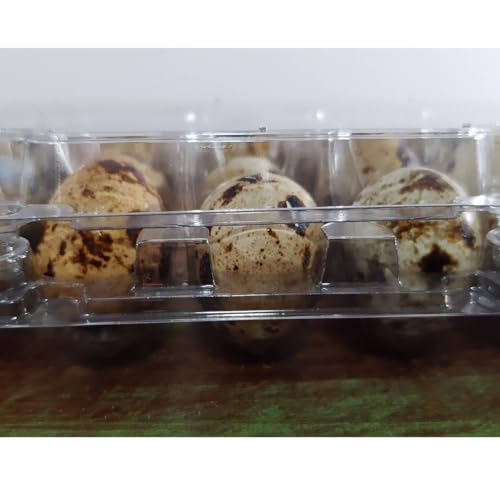 Caixa Para 30 Ovos De Codorna Cartelas Com Fechamento Seguro Através de Pinos 200 Unidades Embalagem