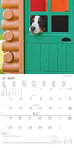 Funny Dogs 2024 - Broschürenkalender 30x30 cm (30x60 geöffnet) - Kalender mit Platz für Notizen - Hunde - Bildkalender - Wandkalender - Hundekalender