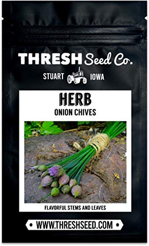 Onion Chives - 100 Seeds - Heirloom & Open-Pollinated Variety, Non-Gmo Culinary Herb Seeds For Planting, Grow Kitchen Herbs Indoors/Outdoors In Containers/Aerogarden/Home Garden, Thresh Seed Company #TOP1