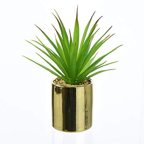 Candlelight Aloe Vera - Maceta suculenta, Color Verde y Dorado