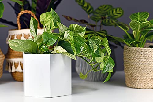 Image of American Plant Exchange Marble Queen Pothos - Live 6-Inch Pot, Bright Green Trailing Vine, Easy-Care Air Purifying Houseplant for Hanging Planters, Shelves & Indoor Home or Office Decor