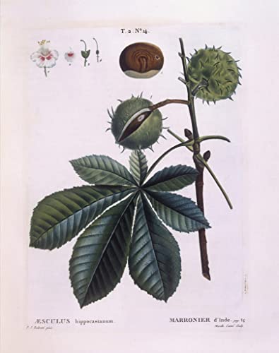 Cuadro en lienzo del Conker Tree de Redouté, lámina de Castaño de Indias 60x90cm