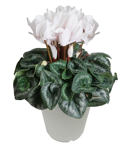 Ԃ̃Mtg VN  NX}X  A  a 5  Ε Ε