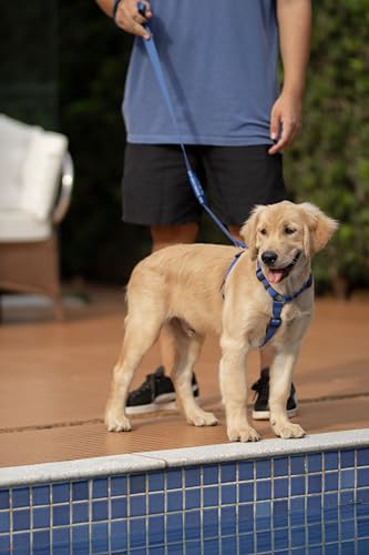 FreeFaro - Guia Flex 2.0 Blue | Extensão Flexível Anti-Impacto, Poliéster Resistente, Mosquetão com