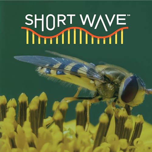 What Are Flies Doing In The Middle Of The Ocean?