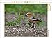 Produktbild CALVENDO Puzzle Kernbeisser 1000 Teile Puzzle quer | 1000 Teile Lege-Größe 64 x 48 cm Foto-Puzzle für glückliche Stunden