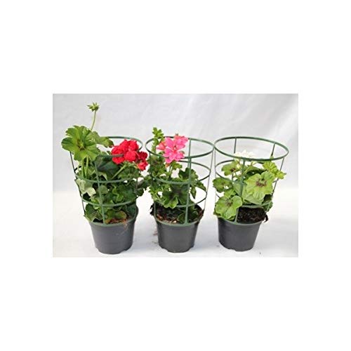 Geranio de colgar o de hiedra (maceta 13 cm ø) (Rojizo)