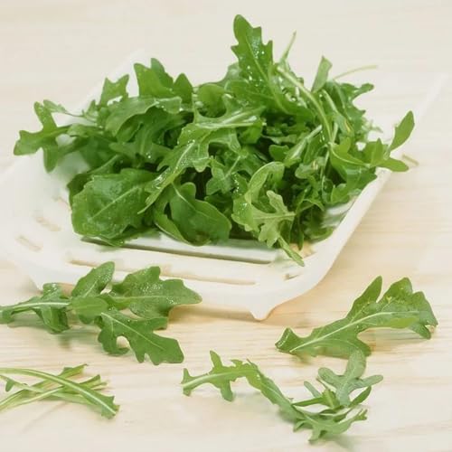 semi di rucola biologica, resistenti aiuole rialzate per giardino vecchie varietà da balcone 500pcs