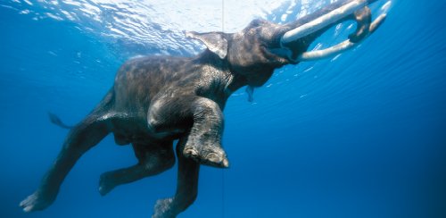 こちらは大海原を泳ぐゾウを、下から眺めた1枚。動物たちの躍動感あふれる姿を撮影することで知られる南アフリカ生まれの写真家、スティーブ・ブルームの写真集です。動物写真集はたくさんありますが、動物たちのこんなに生き生きとした大胆な姿が見られるのは、この写真集だけかもしれません。