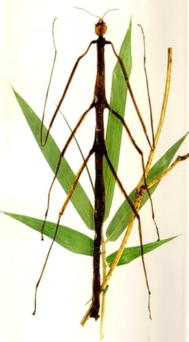 Image of 5.5 inch Real Mimesis Stick Insect Phasmatodea Bug in Crystal Clear Lucite Resin Specimen Paperweight Preserved Animal Taxidermy Collection for Biology Science Education & Desk Ornament Display