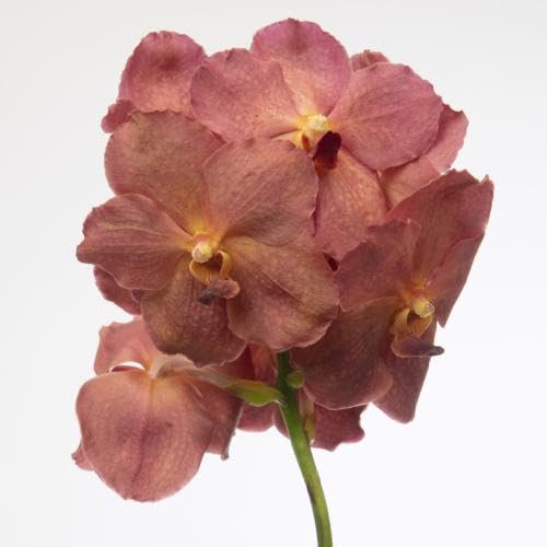 Vanda nit.salmon lot de 16 orchidées exotiques pour serre