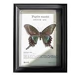 Schmetterlingsexemplare In Schattenbox Blauer Morpho-Schmetterling Gerahmt In Schwarzem Display for Wandregal Oder Tischdisplay Montiert(B 23 * 18CM)