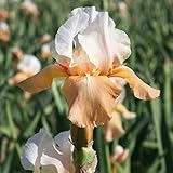 Invitation Reblooming Bearded Iris - Naturalizing Perennial Flower - Attracts Butterflies and Great for Cut Floral Arrangements - Easy to Grow Fall Planting Bulbs by Willard & May