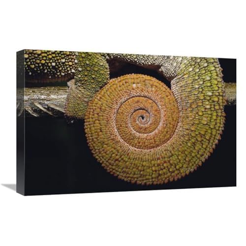 16 x 24 in. Panther Chameleon with Tail Curled in Sleeping Position, Madagascar Art Print - Pete Oxford