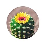 Imagerie pleine surface vive : profitez de graphismes riches et colorés qui couvrent toute la face de l'aimant Cactus en fleurs. Cette approche d'impression complète transforme chaque pièce en un accent décoratif audacieux, rehaussant instantanément votre décoration de cuisine ou de bureau