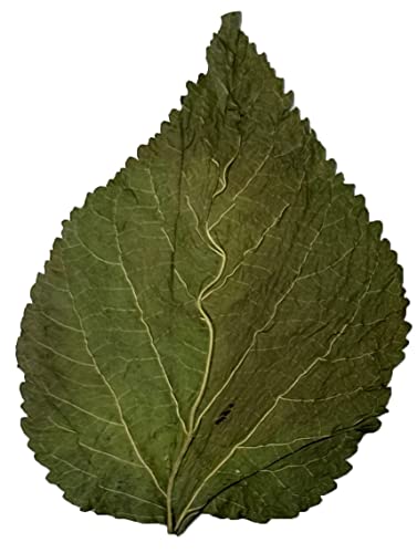 Image of Awesome Aquatic Mulberry Shrimp Leaves Natural Botanical Leaf Food Organic Treat Aquarium Fish Shrimp Terrarium High Protein Vitamin Mineral Fiber Healthy Habitat Environment (Mulberry 50 pk)