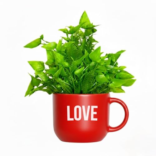 Image of Dekorly Colorful Wall-Mounted Mug Planters with Faux Greenery(20 CM)- Wall Decorative Pots for Vibrant Home & Office Decor| (3, Love Laughter Joy)