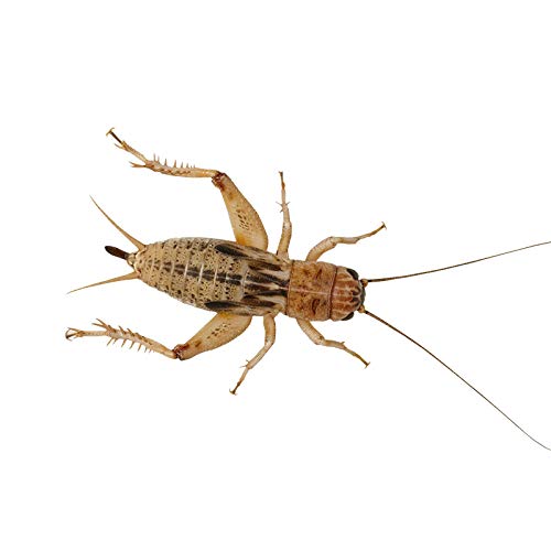 Livefoods4u Medium Small House Brown Crickets Live Food (6-8mm) - Perfect for Reptiles and Lizards - Sustainably bred (Pre Pack Approx 175)